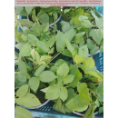Giersch (Aegopodium podagraria) P12