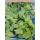 Giersch (Aegopodium podagraria) P12