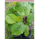 Haselnuss / Waldhasel (Corylus avellana)