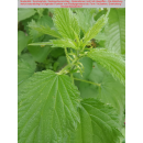 Urtica dioica - Brennessel - T12