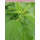 Urtica dioica - Brennessel - T12