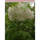 Syringa vulgaris Alba (Weißer Flieder) 20/30