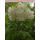 Syringa vulgaris Alba (Weißer Flieder) 20/30