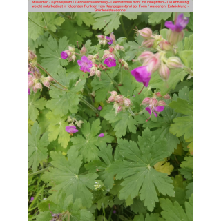 Geranium macrorrhizum Czakor – Balkan-Storchschnabel