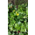 Waldsteinie / Dreiblatt Golderdbeere (Waldsteinia ternata)