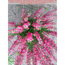 Besenheide, Heidekraut, Erika (Calluna vulgaris) - rot
