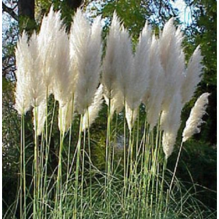 Pampasgras weiß (Cortaderia selloana) - C5 50/60