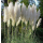 Pampasgras weiß (Cortaderia selloana) - C5 50/60