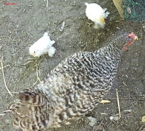 Huhn mit 2 Kücken