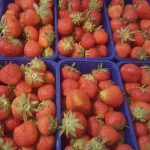 Von unseren Feld - Frisch gepflückte Erdbeeren in Schalen