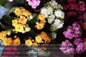 Read more about the article Die Kalanchoe oder Flammende Käthchen