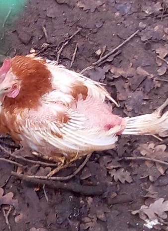 Eines von vielen der geretteten Hühner (So sehen „glückliche“ Hühner aus, die gegessen werden sollen)