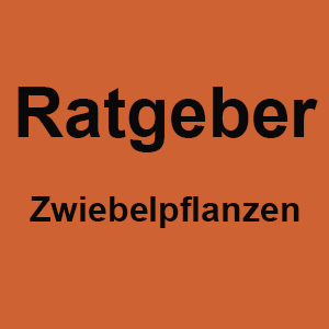 Read more about the article Ratgeber: Zwiebelpflanzen
