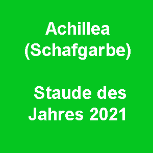 Read more about the article Achillea (Schafgarbe) – Staude des Jahres 2021