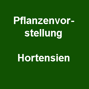 Read more about the article Pflanzenvorstellung Hortensien