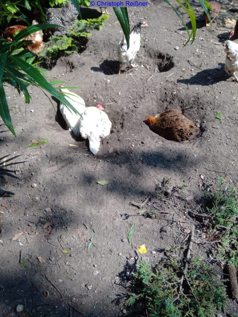 Hühner beim Sonnenbaden