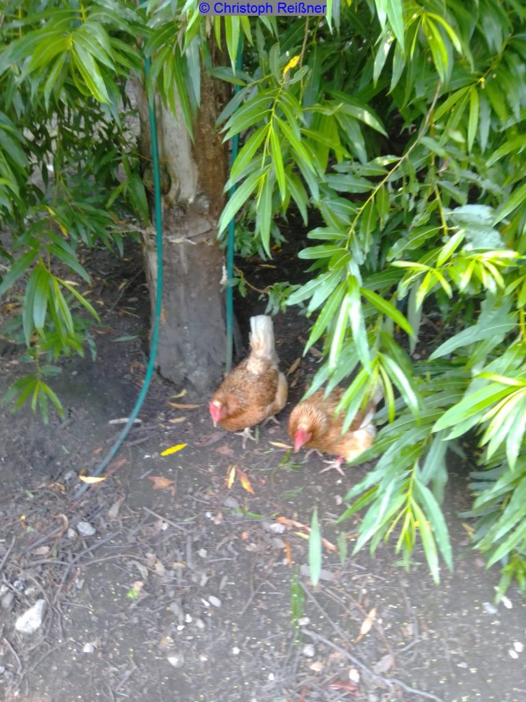 Hühner im Schatten im Hühnerwald