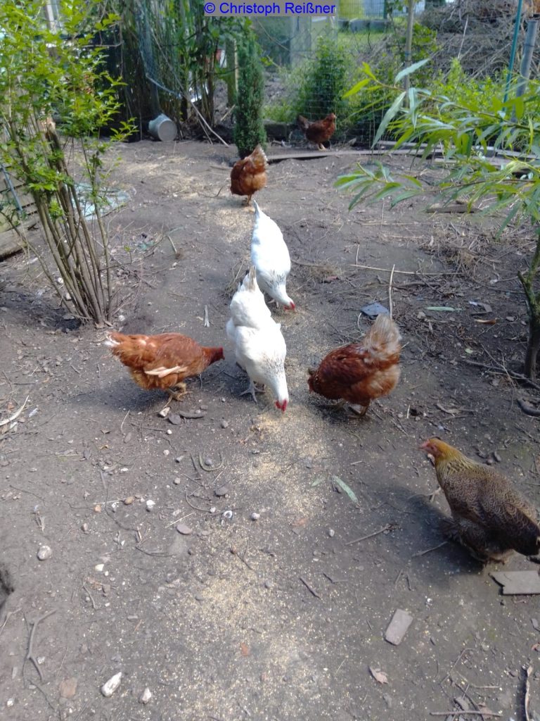 Hühner beim Picken
