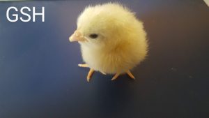 Ein kleines gelbes Küken